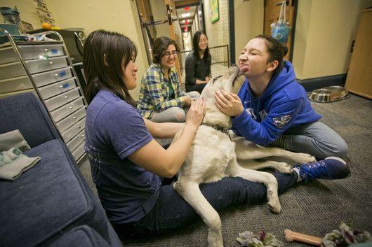 volunteers with animals