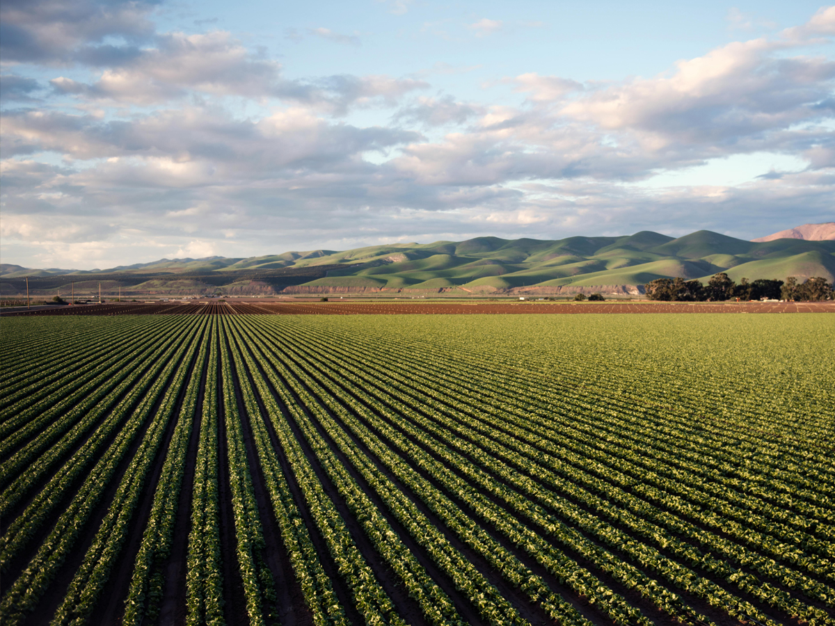 Field of crops at sunrise