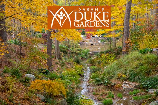 Autumn scene at Duke Gardens