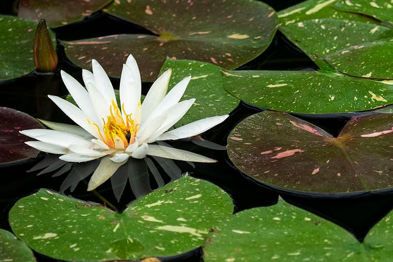 Water lilies from Duke Gardens