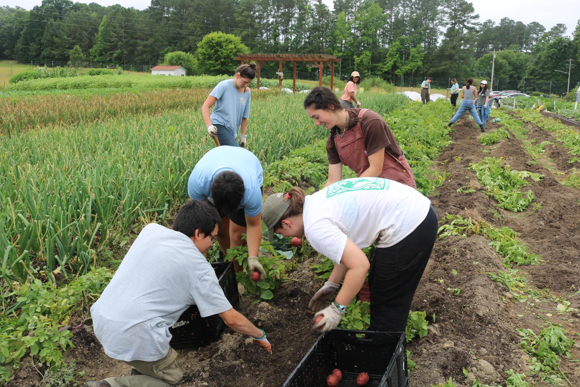 students harvesting red potatoes at the duke campus farm