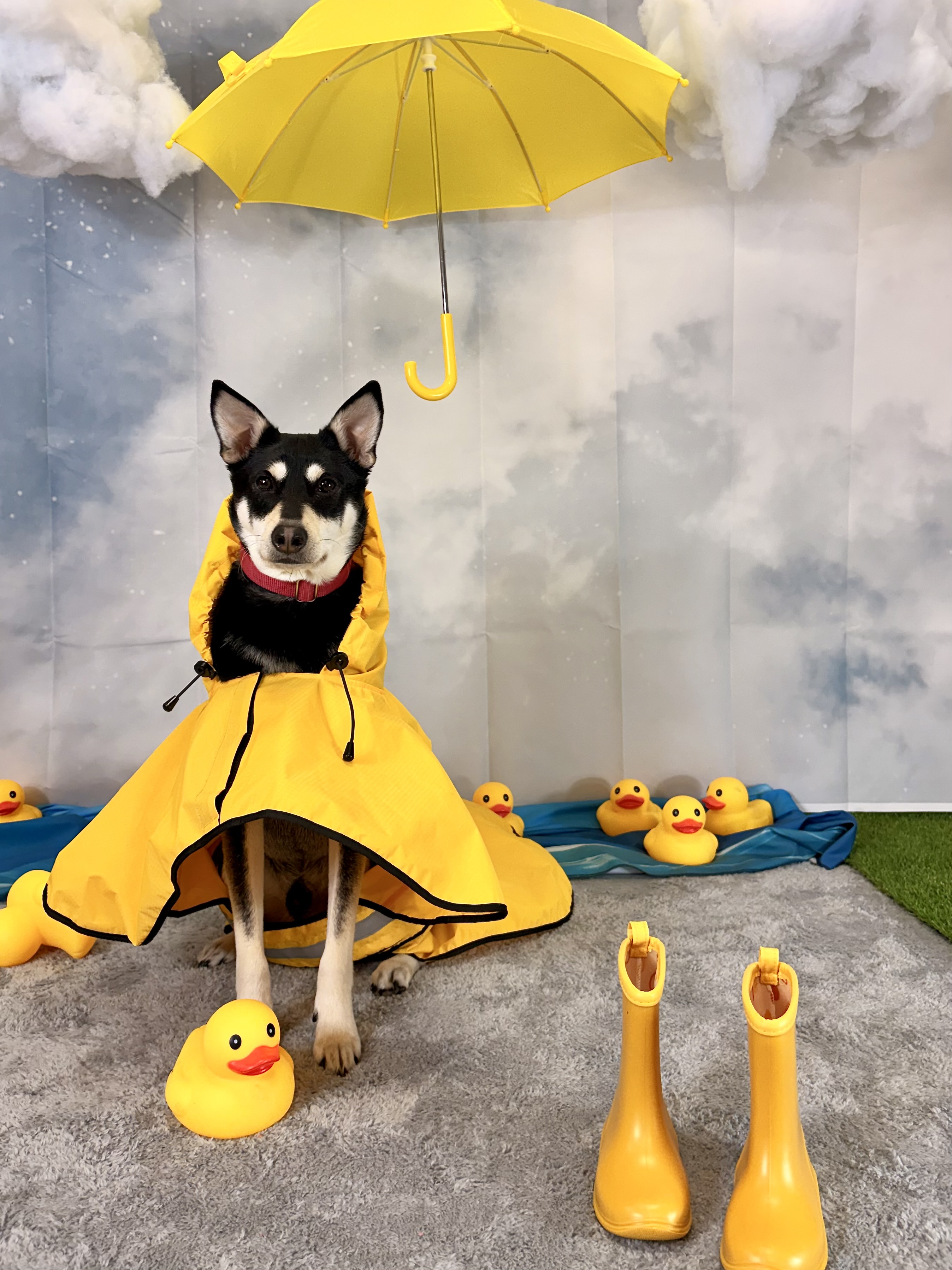 Dog in a photo studio with yellow rain gear