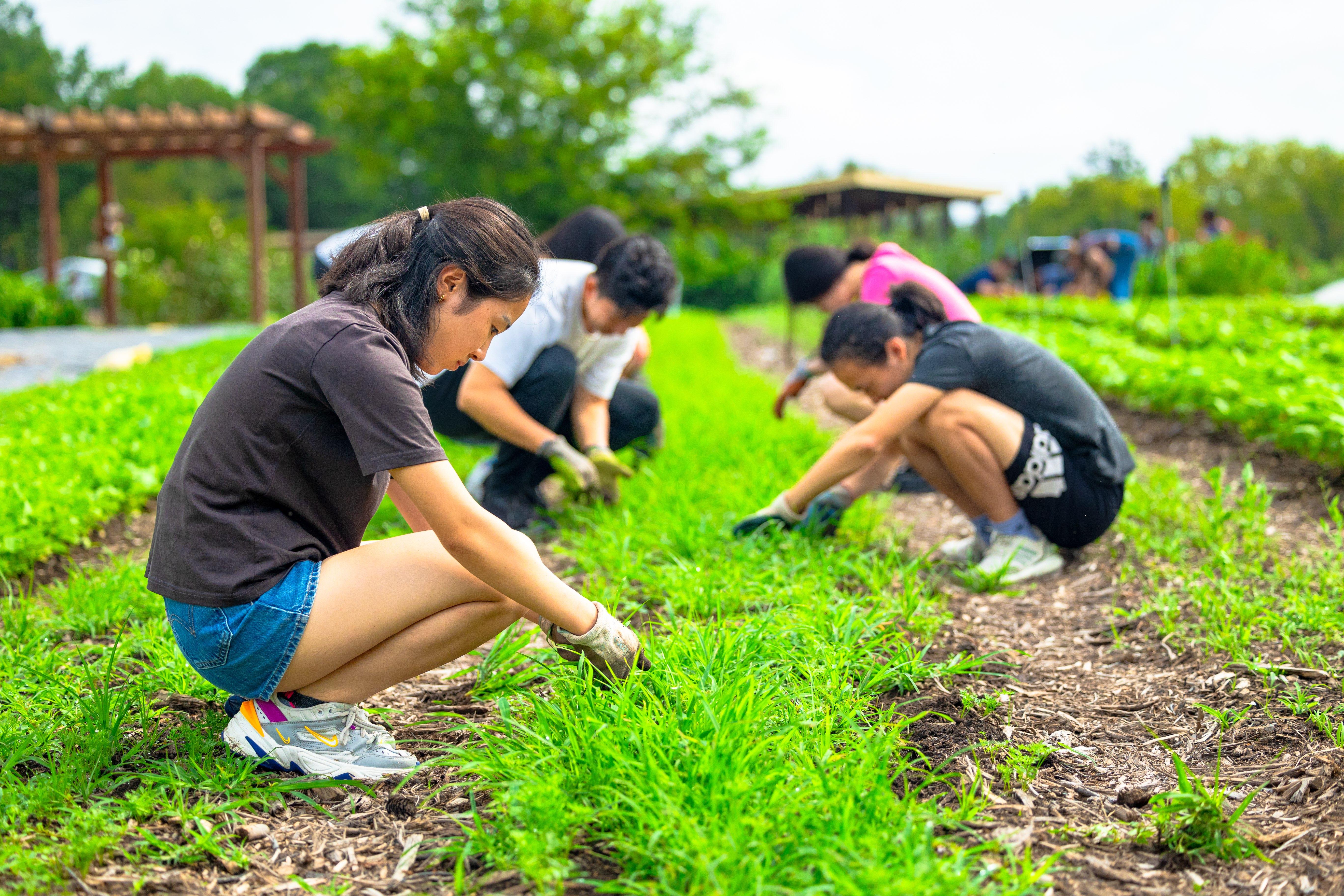 students crouching on ground, weeding bed with gloves on